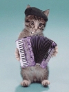 котенок