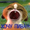 Хочу пива!!!
