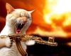 бешаный кот