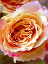 moblo_240x320_flowers