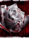 moblo_240x320_flowers (1)