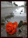 moblo_240x320_flowers (2)