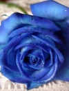 moblo_240x320_flowers (3)