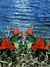 moblo_240x320_flowers (5)