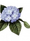 moblo_240x320_flowers (6)
