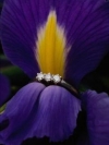 moblo_240x320_flowers (7)