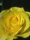 moblo_240x320_flowers (11)