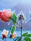 moblo_240x320_flowers (12)