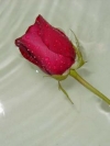 moblo_240x320_flowers (13)