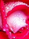 moblo_240x320_flowers (14)