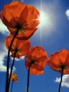 moblo_240x320_flowers (15)