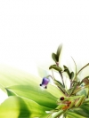 moblo_240x320_flowers (17)