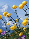 moblo_240x320_flowers (19)