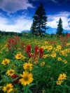 moblo_240x320_flowers (20)