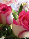 moblo_240x320_flowers (23)