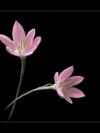moblo_240x320_flowers (24)