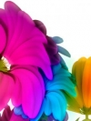moblo_240x320_flowers (25)