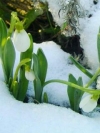 moblo_240x320_flowers (26)