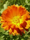 moblo_240x320_flowers (27)