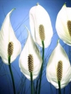 flower_moblo (5)