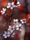 flower_moblo (6)