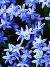flower_moblo (8)