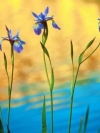 flower_moblo (10)