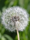 flower_moblo (13)