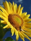 flower_moblo (18)