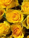 flower_moblo (19)