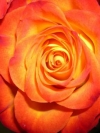 flower_moblo (23)