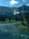 Nature_240x320 (8)