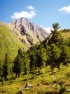Nature_240x320 (9)
