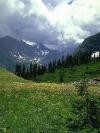Nature_240x320 (10)