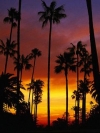 Nature_240x320 (16)