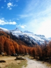Nature_240x320 (22)