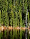 Nature_240x320 (24)