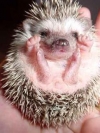 animals_240x320_moblo (9)