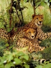 animals_240x320_moblo (10)