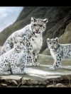 animals_240x320_moblo (11)