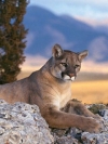 animals_240x320_moblo (13)