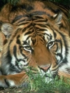 animals_240x320_moblo (14)