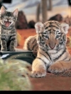 animals_240x320_moblo (16)