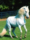 animals_240x320_moblo (18)
