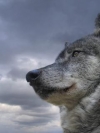 animals_240x320_moblo (19)