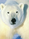 animals_240x320_moblo (20)