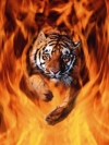 animals_240x320_moblo (21)