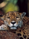 animals_240x320_moblo (22)