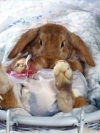 animals_240x320_moblo (24)