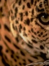animals_240x320_moblo (25)